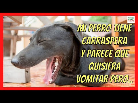 🔴 MY DOG HAS A CLEAR AND LOOKS LIKE HE WANTS TO VOMIT BUT 🔴 KENNEL COUGH