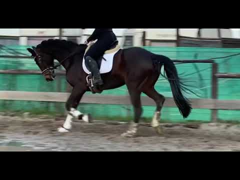 Scolari Stute 4 Jahre