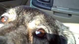 preview picture of video 'My Dog's First Car Ride 6 26 09'