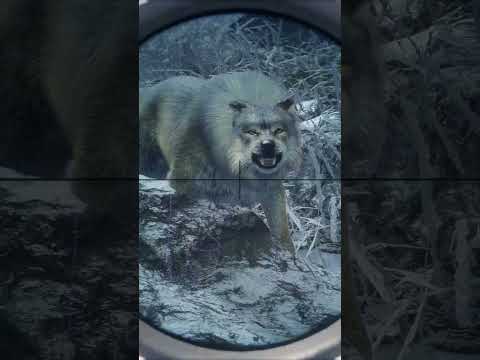 These WOLVES wanted to EAT me 🐺🐺🐺🐺🐺🔫 | theHunter: Call of the Wild
