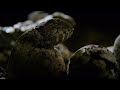 Hatching of Ancient Tuatara Reptiles | Wild New Zealand | BBC Earth