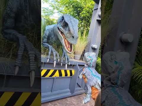 Raptor Blue Meeting Her Baby | Jurassic World at Universal Orlando