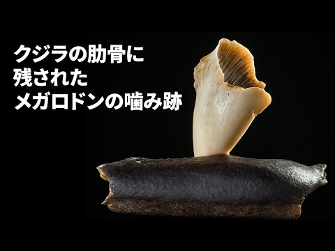 「これは信じられない」:エルサレムでのこの考古学的発見は研究者を驚かせる