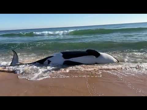 21-foot orca whale beaches itself on Palm Coast, dies