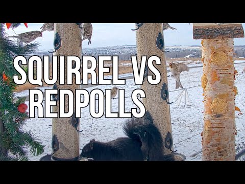 Can a Squirrel Contend with 300+ Common Redpolls?