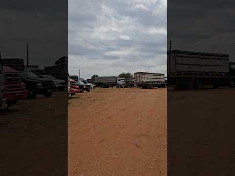 Feira de gado de Campo Grande   Alagoas  acontece todos os sábado 03/01/2026  ERIEL OFICIAL