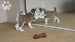 Siberian Husky puppies VS mirror