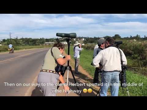 Birding Safari in Uganda