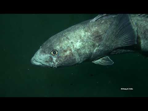 Antarctic Toothfish vs Chilean Sea Bass
