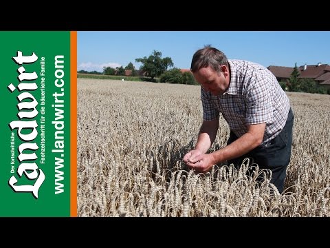 Saatstärke bei Weizen reduzieren – Ertrag halten