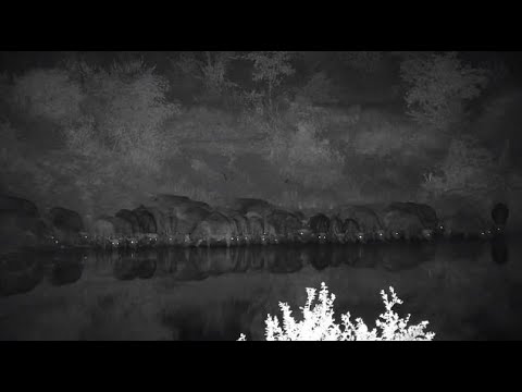 Djuma: African Buffalo herd arrives - 19:24 - 06/24/20