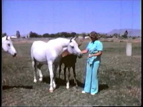 *ELKANA++ (Aquinor x Estebna by *Naborr) ~ A great Arabian mare 