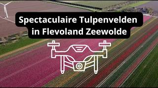 Best Drone video of tulips in Zeewolde #tulips #zeewolde #Robinotof