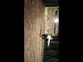 Chaliya Chaliya Dance Video