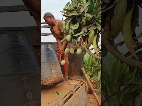 Biggest Plant Order Ever 😱🌱 Bulk Plants Delivery | Nursery Business Growth