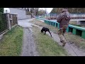 Szkolenie psów Rybnik 400 zł - 1