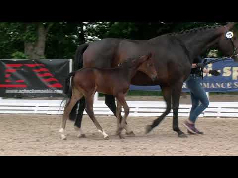 Schulze, Global Player-Fürstenball-Sandro Hit