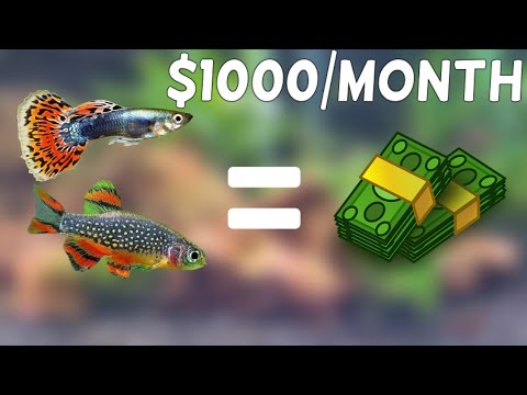 Breeding fish for PROFIT - Quick and Easy Guide