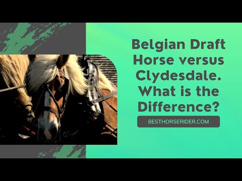 Belgian Draft Horse vs Clydesdale. What is the Difference?