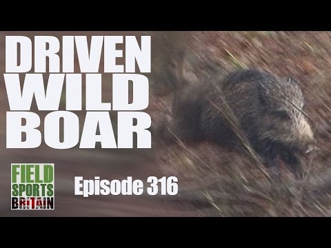 Fieldsports Britain - Driven Wild Boar