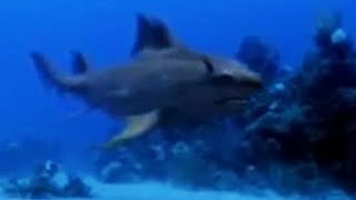 Sharks vs Dinosaurs - Walking with Dinosaurs - BBC