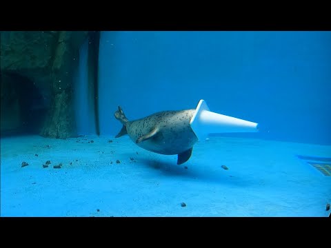 アザラシ水槽にミニコーンを沈めた結果・・・