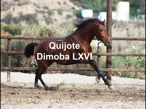 Quijote Dimoba - Diciembre 2019