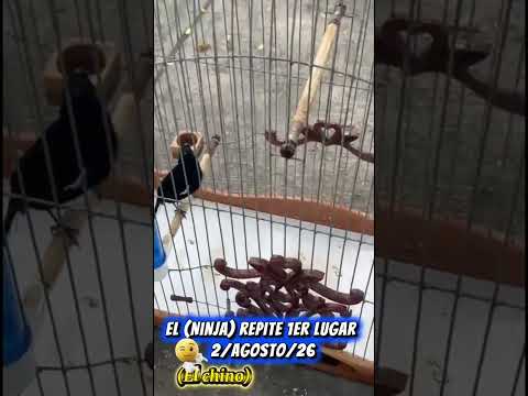 resumen del ruedonde negrito, ciego de Ávila, 2 de agosto del 26