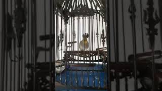 Download lagu MERBAH LEKIR SONG PADU #shorts mp3