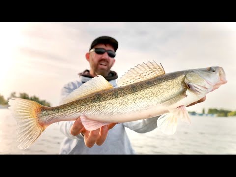 Dieser heimische BADESEE ist voller ZANDER!