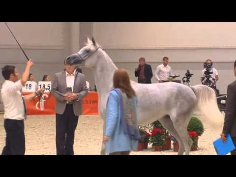 Berlin Cup Werder 2013 - Fillies 2 years old (Class 4) - N.14 MARWA BT. EL NOR