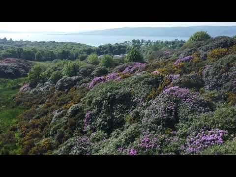 Rhododendron Ponticum in Scotland May 2024