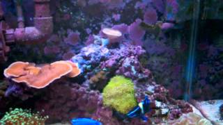20 Gallon Reef - Purple Coraline Explosion