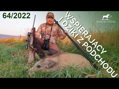 SUDECKA OSTOJA 64/2022 Wild Boar Hunting on Wheat and Canola Fields in Poland