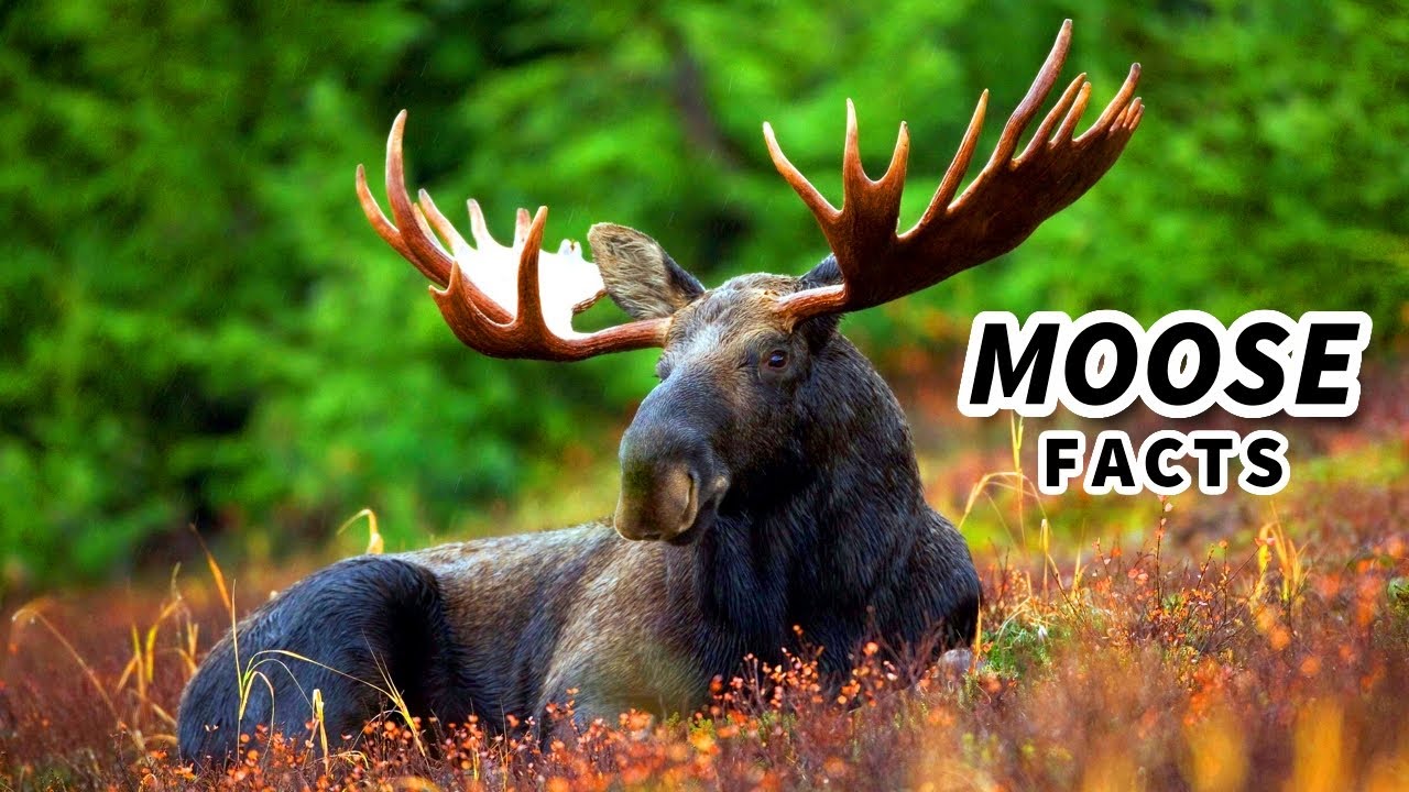 Moose Facts: aka ELK Facts (?) 🦌 Animal Fact Files