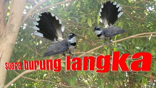 Download lagu kicau burung kipasan gacor burung sikatan cocok buat pikat. mp3