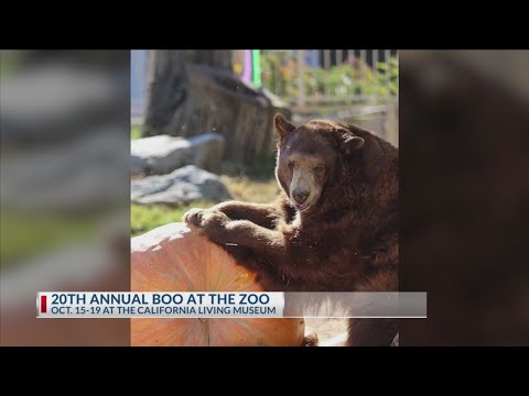 20th Annual Boo at the Zoo - YouTube