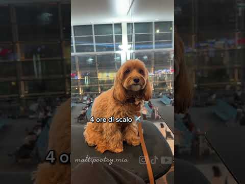 11 ore di volo con Mia 🐶😳 Secondo voi, come andrà? 👀