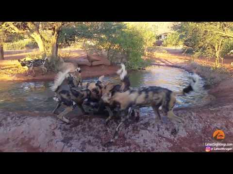 Unsuspecting warthog finds itself in hot water with a pack of wild dogs