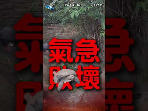 【龜勸不聽】見2烏龜打架...飼養員急拉開!反被遷怒