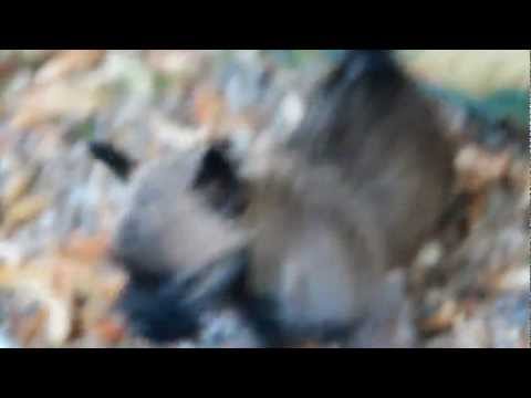 download lagu mp3 mp4 Cairn Terrier A Vendre, download lagu Cairn Terrier A Vendre gratis, unduh video klip Cairn Terrier A Vendre