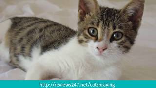 Why is my Cat Spraying Everywhere? - Male Cat Spraying