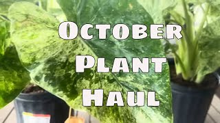🌿 October Plant Haul 2025 🌱 | Rare Houseplants & Garden Finds from Peggy’s Plants!