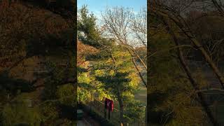 Yesterday We had Record High Temperatures - Autumn -Thursday - November 7, 2024