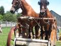 HORSES ON A TREADMILL