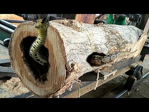 unexpected surprise while sawing teak logs at the sawmill