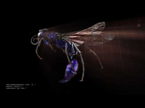 Antonello Matarozzo / POLITIK (2017)