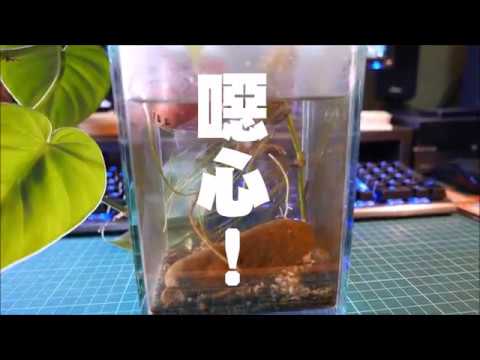 Clean my betta fish tank 魚菜共生Aquaponics 3 清魚缸啦~