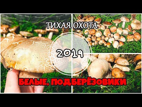 Тихая охота. Открытие сезона 2019. Белые грибы. Жизнь в деревне.