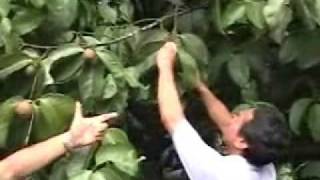 The Mangosteen Fruit Super Foods more to come Video